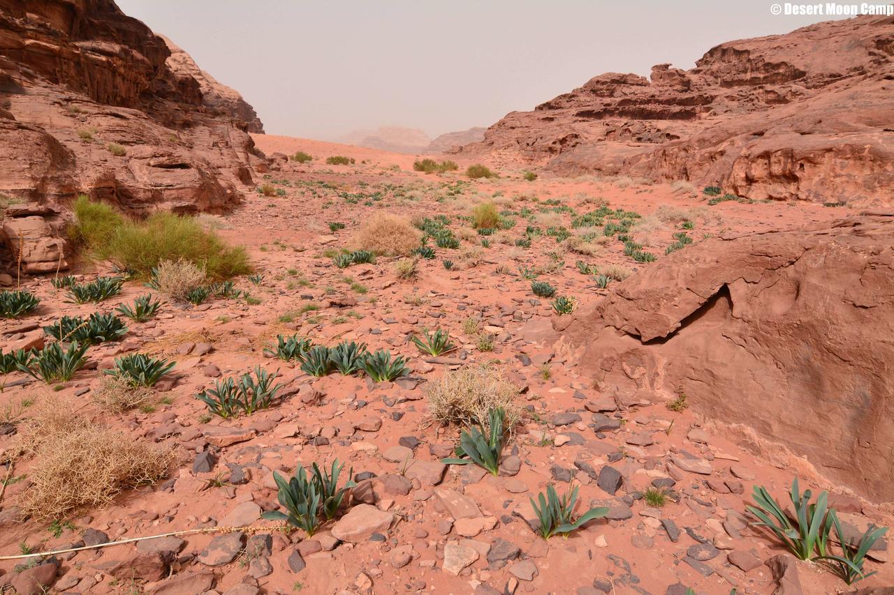 Desert Moon Camp Wadi Rum Exteriér fotografie
